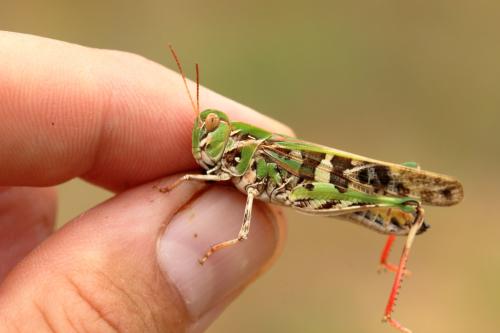 Réf. 347 556 : Oedaleus decorus